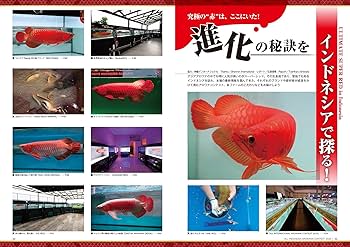 AROWANA LIVE(アロワナライブ) vol.012 [雑誌] | アロワナライブ